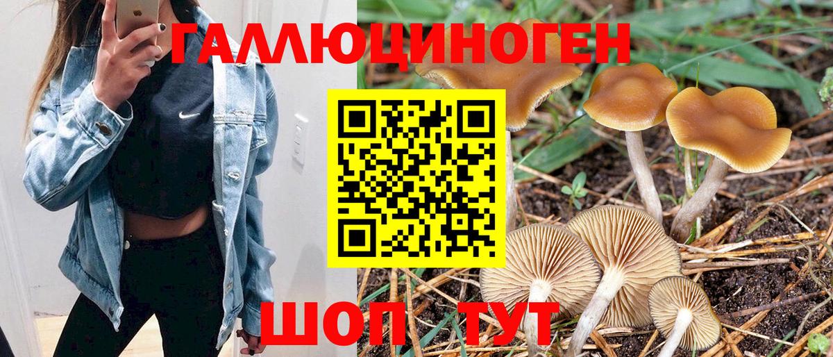 Галлюциногенные грибы Psilocybe Нягань